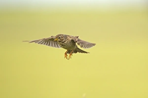 Castilla Y Leon Prints: Corn Bunting (Miliaria calandra) adult