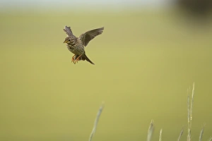 Corn Bunting (Miliaria calandra) adult, in flight, hovering with legs typically dangling, Castilla y Leon, Spain, May