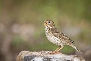 Bunting Prints: Corn Bunting (Miliaria calandra) adult male, singing, standing on rock, Bulgaria, may