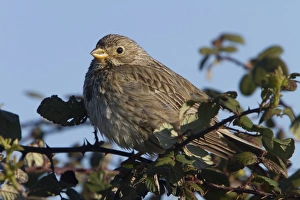 Corn Prints: Corn Bunting perched on blackthorn bush. - Spain Extremadura