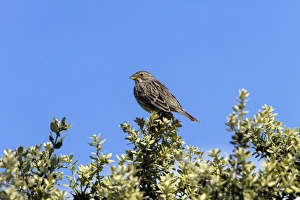 Corn Prints: Corn Bunting perched on bush. - Spain Extremadura