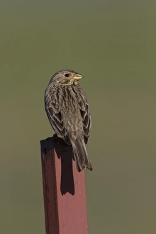 Fence Prints: Corn Bunting perched on fence post. - Spain Extremadura