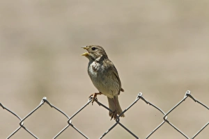 Singing Prints: Corn Bunting sitting on wire fence singing. Taken in Spain