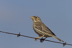 Corn Prints: Corn Bunting sitting on wire fence. Taken in Spain