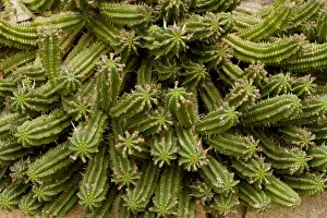 Euphorbia Prints: Corn Cob Euphorbia (Euphorbia mamillaris) spiny stems, South Africa, August