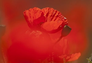 Common Poppy Prints: Corn Poppy (Papaver rhoeas) close-up of flower