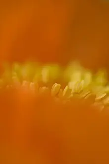 Corn Poppy (Papaver rhoeas) close-up of flower petals, England, september