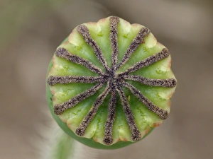 Details Prints: Corn Poppy (Papaver rhoeas) close-up of seedpod, Leicestershire, England, june