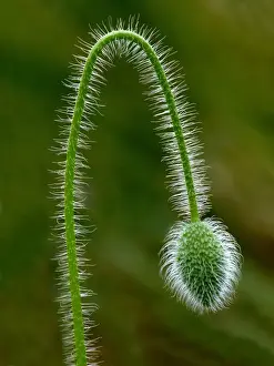 Corn Poppy (Papaver rhoeas) close-up of stem and flowerbud, Leicestershire, England, june