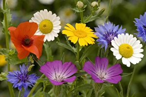 Colourful Prints: Corn Poppy (Papaver rhoeas), Cornflower