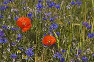 Corn Poppy (Papaver rhoeas) and Cornflower (Centaurea cyanus) flowering, growing as weed in Barley (Hordeum vulgare) crop, Spain, june