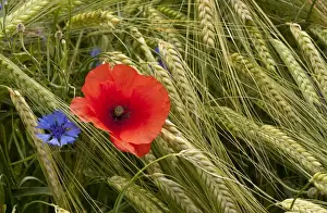 Corn Poppy (Papaver rhoeas) and Cornflower (Centaurea cyanus) flowering, growing amongst barley crop in arable field