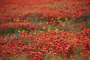 Agriculture Prints: Corn Poppy (Papaver rhoeas) flowering