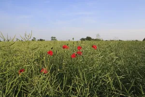 Oilseed Prints: Corn Poppy (Papaver rhoeas) flowering