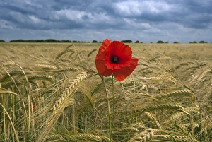 Corn Poppy (Papaver rhoeas) flowering, growing as weed in barley crop, Norfolk, England, june