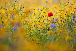 Corn Poppy (Papaver rhoeas) flowering, amongst Corn Marigold (Chrysanthemum segetum) and Cornflower (Centaurea cyanus) in sunshine at dawn, near Torrington, North Devon, England, august
