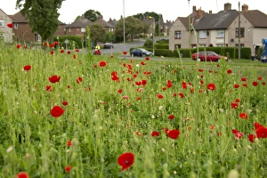 Corn Poppy (Papaver rhoeas) flowering mass, planted in city housing estate, Parson Cross, Sheffield, South Yorkshire, England, may