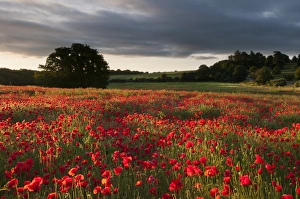 Corn Poppy (Papaver rhoeas) flowering mass, growing in arable field habitat at sunrise, Kent, England, July