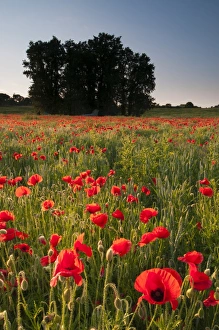 Corn Poppy (Papaver rhoeas) flowering mass, growing in arable field habitat at sunset, Kent, England, June
