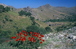 Common Poppy Prints: Corn Poppy (Papaver rhoeas) Greece