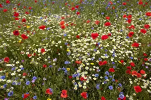 Common Poppy Prints: Corn Poppy (Papaver rhoeas) Scentless Mayweed (Tripleurospermum inodorum) and Cornflower (Centaurea cyanus)