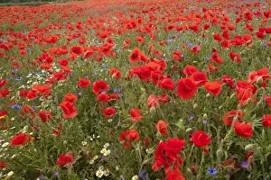 Corn Poppy (Papaver rhoeas) Scentless Mayweed (Tripleurospermum inodorum) and Cornflower (Centaurea cyanus) flowering mass, growing in field, Derbyshire, England, june