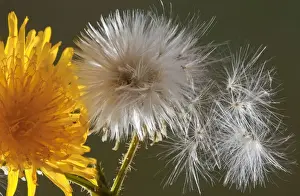 S Eed Prints: Corn Sow-thistle (Sonchus arvensis) close-up of flower