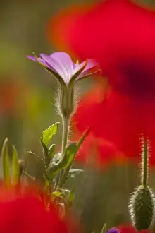 Poppies Prints: Corncockle (Agrostemma githago) and Corn Poppy (Papaver rhoeas) flowering