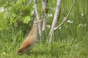 Vulnerable Prints: Corncrake (Crex crex) adult male