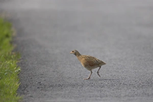 Vulnerable Prints: Corncrake (Crex crex) adult male