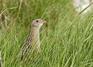 Vulnerable Prints: Corncrake (Crex crex) adult, standing amongst grass