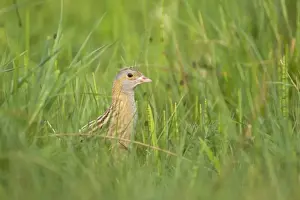 Vulnerable Prints: Corncrake (Crex crex) adult, standing rough grassland