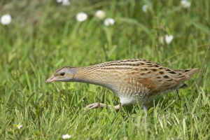 Corncrake (Crex crex) adult, walking across open ground, South Uist, Outer Hebrides, Scotland