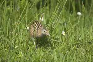 Vulnerable Prints: Corncrake (Crex crex) adult, walking in rough grassland