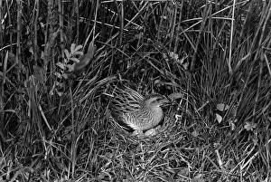 Eric Prints: Corncrake at nest - Orkney. Taken in1946 by Eric Hosking