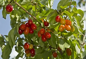 Middle East Prints: Cornelian Cherry (Cornus mas) close-up of ripe fruit