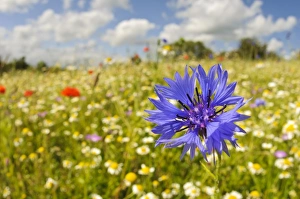 Annual Prints: Cornflower (Centaurea cyanus) close-up of flower