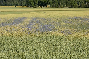 Corn Prints: Cornflower (Centaurea cyanus) flowering, growing as weed in wheat field, Sweden