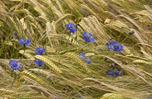 Cornflower (Centaurea cyanus) flowering, growing amongst barley crop in arable field, near Gap, Hautes-Alpes