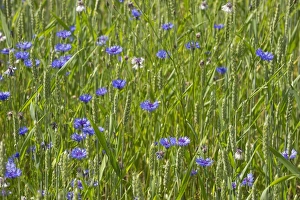 Annual Prints: Cornflower (Centaurea cyanus) flowering mass, growing as weed in wheat field, Sweden, july