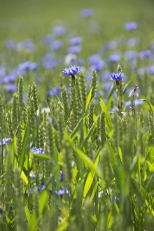 Cornflower (Centaurea cyanus) flowering mass, growing as weed in wheat field, Sweden, july