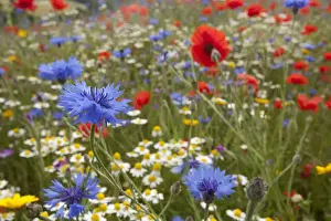 Cornflower (Centaurea cyanus) Scentless Mayweed (Tripleurospermum inodorum) and Corn Poppy (Papaver rhoeas) flowering mass, growing in field, Derbyshire, England, june