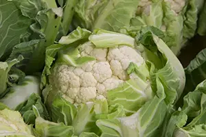 Sells Prints: Cornish Cauliflower (Brassica oleracea) cut flowerheads in farm shop