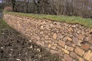 Stones Prints: Cornish Hedge, newly constructed earth bank faced with stones