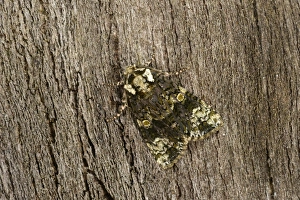 Oxfordshire Prints: Coronet Moth (Craniophora ligustri) adult, resting on bark, Oxfordshire, England, July
