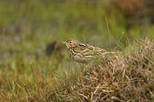Pipits Prints: Correndera Pipit (Anthus correndera) adult