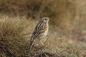 Pipits Prints: Correndera Pipit (Anthus correndera) juvenile