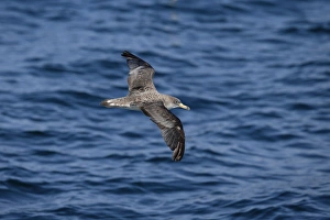 Seabird Prints: Corys Shearwater (Calonectris borealis) adult, in flight over sea, Morocco, November