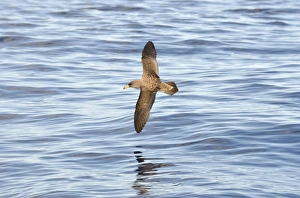 Corys Shearwater (Calonectris diomedea) adult, in flight over ocean, Azores, June