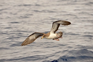Corys Shearwater (Calonectris diomedea) adult, in flight over ocean, Azores, June